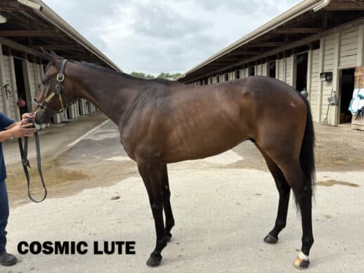 Cosmic Lute - a 2022 Thoroughbred horse for sale from Bits & Bytes Farm