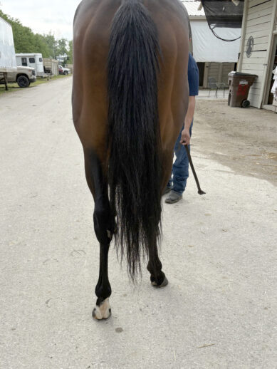 Cosmic Lute - a 2022 Thoroughbred horse for sale from Bits & Bytes Farm