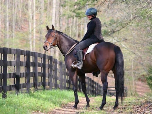 Running Play Thoroughbred horse sold by Bits & Bytes Farm