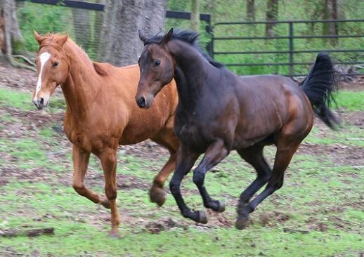 Running Play Thoroughbred horse sold by Bits & Bytes Farm