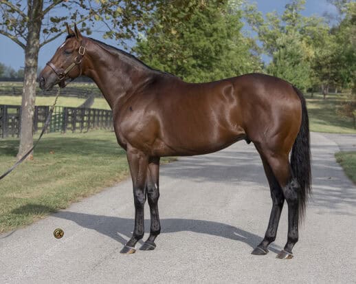 Wicked Strong sire of Uncommon Grace.