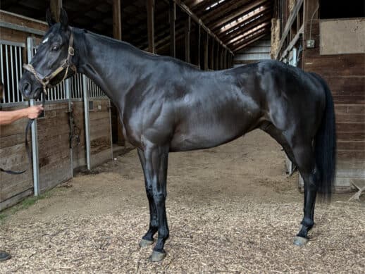 Hinks Paladin - 2019 Dark bay Thoroughbred gelding