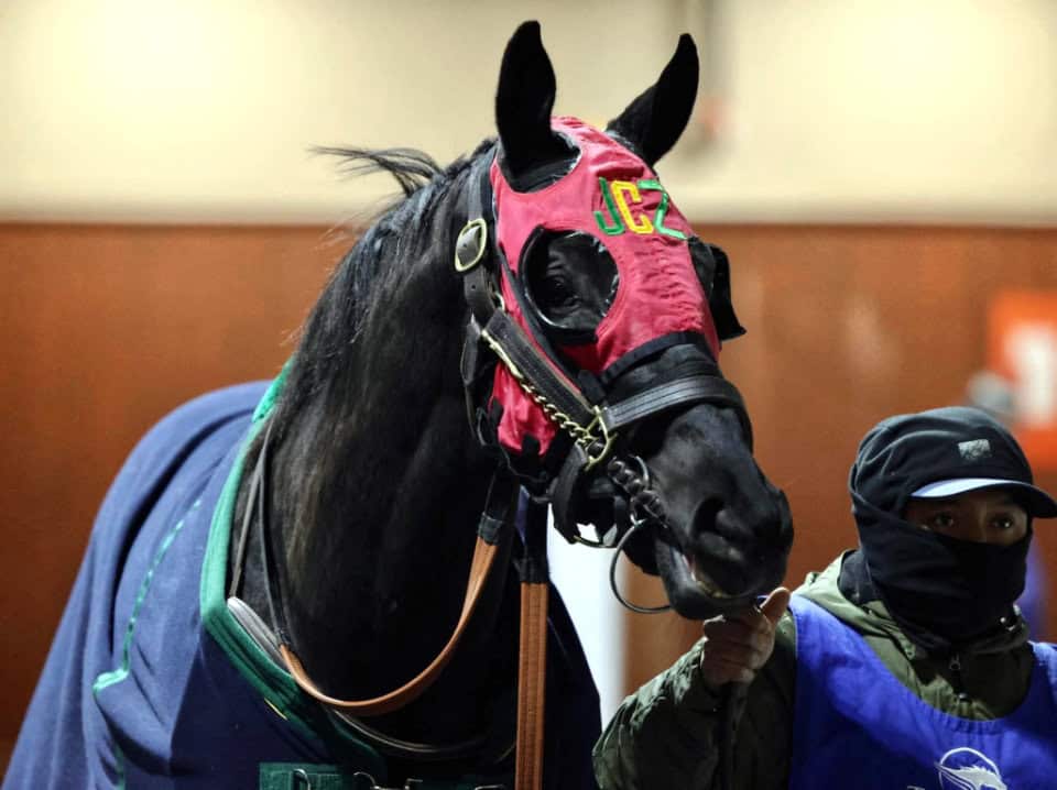 Hinks Paladin - 2019 Dark bay Thoroughbred gelding