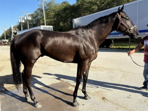 Hinks Paladin - 2019 Dark bay Thoroughbred gelding