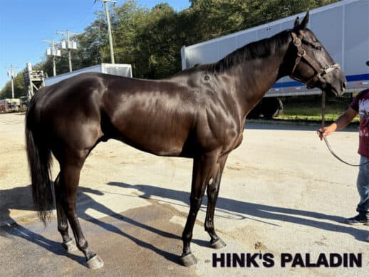 Hinks Paladin - 2019 Dark bay Thoroughbred gelding