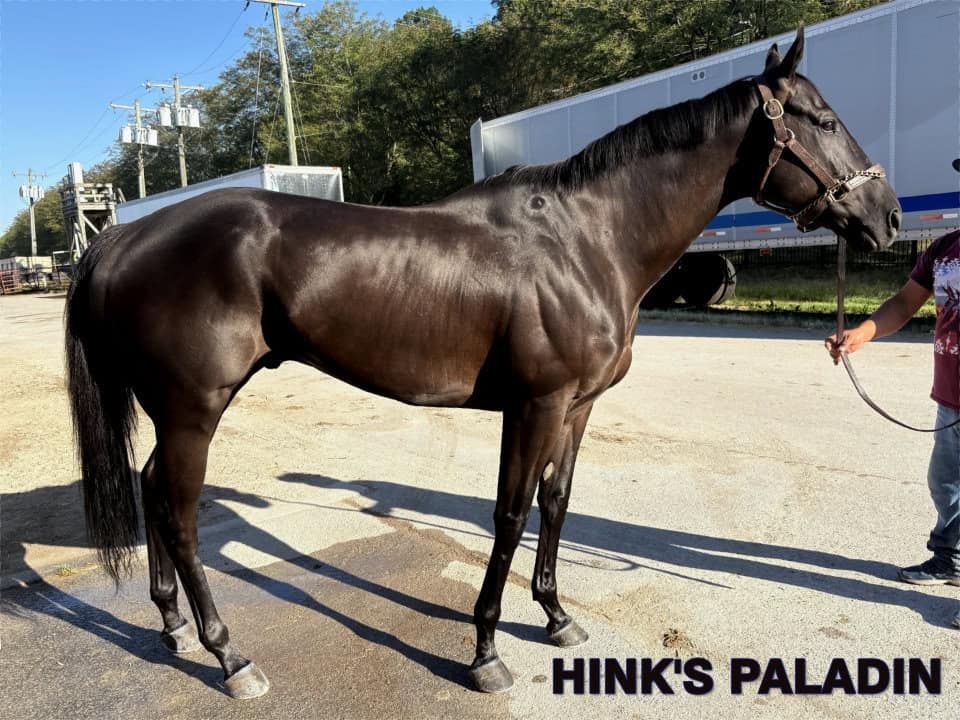 Hinks Paladin - 2019 Dark bay Thoroughbred gelding