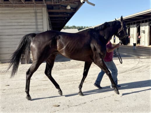 Hinks Paladin - 2019 Dark bay Thoroughbred gelding