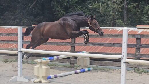 Uncommon Grace is a horse for sale at Bits & Bytes Farm