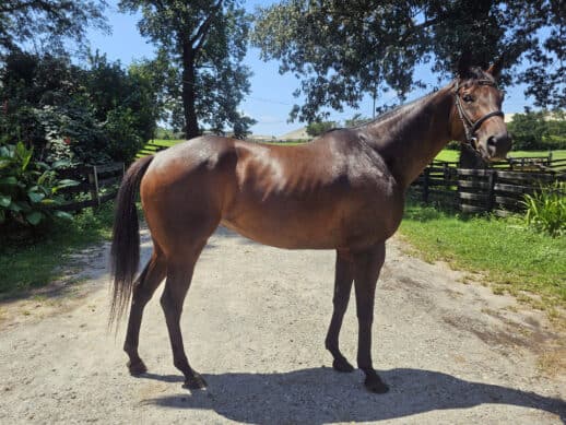 Uncommon Grace is a horse for sale at Bits & Bytes Farm.
