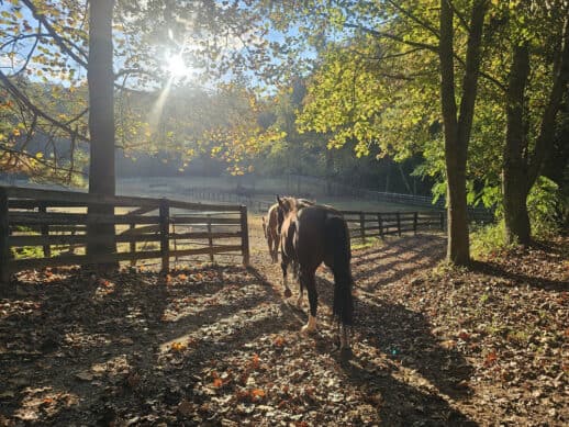 Back pasture horses