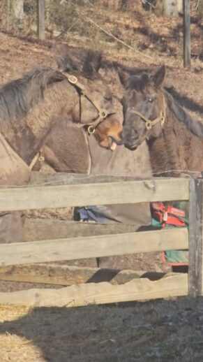Two Thoroughbred geldings playing in the cold.
