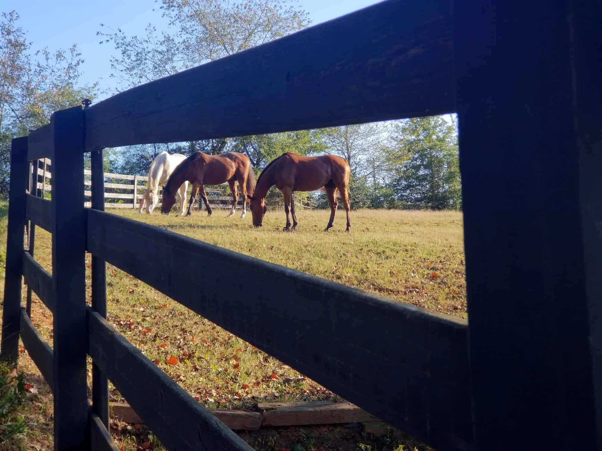 Front pasture at Bits & Bytes Farm