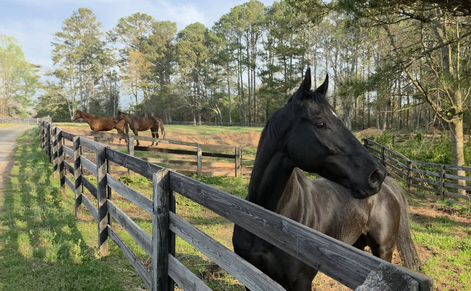 Hink's Paladin at Bits & Bytes Farm.