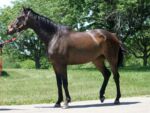 "Night" is a competition quality Thoroughbred horse for sale from his breeder. "Night" is a competition quality Thoroughbred horse for sale from his breeder.