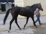Star Lite - Young bay filly for sale