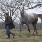 Steel Gaze is the son of Runaway Beauty