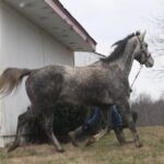 Steel Gaze is the son of Runaway Beauty