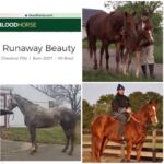 Runaway Beauty's babies