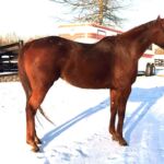 Runaway Beauty - Thoroughbred Mare For Sale