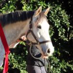 His Last Hurrah aka 'Misty' has been SOLD!