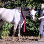 His Last Hurrah aka 'Misty' has been SOLD!